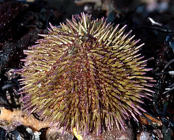 Green Sea Urchin (Psammechinus miliaris)